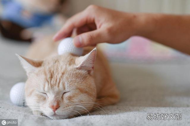 小猫不停的叫还蹭你腿是为什么(小猫蹭腿一直叫)