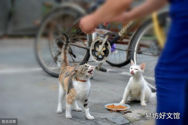 小猫不停的叫还蹭你腿是为什么(小猫蹭腿一直叫)