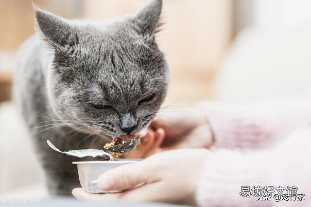 小猫不停的叫还蹭你腿是为什么(小猫蹭腿一直叫)