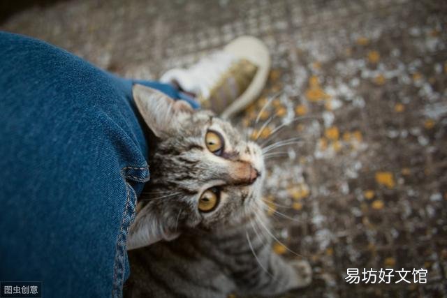 小猫不停的叫还蹭你腿是为什么(小猫蹭腿一直叫)
