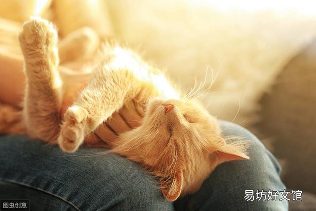 小猫不停的叫还蹭你腿是为什么(小猫蹭腿一直叫)