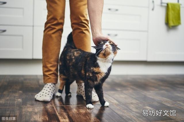 小猫不停的叫还蹭你腿是为什么(小猫蹭腿一直叫)