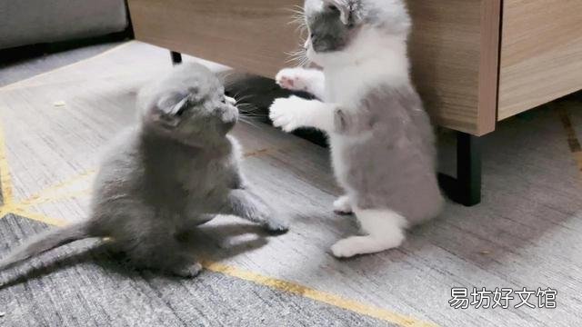 小猫什么时候睁眼(小猫什么时候睁眼睛)