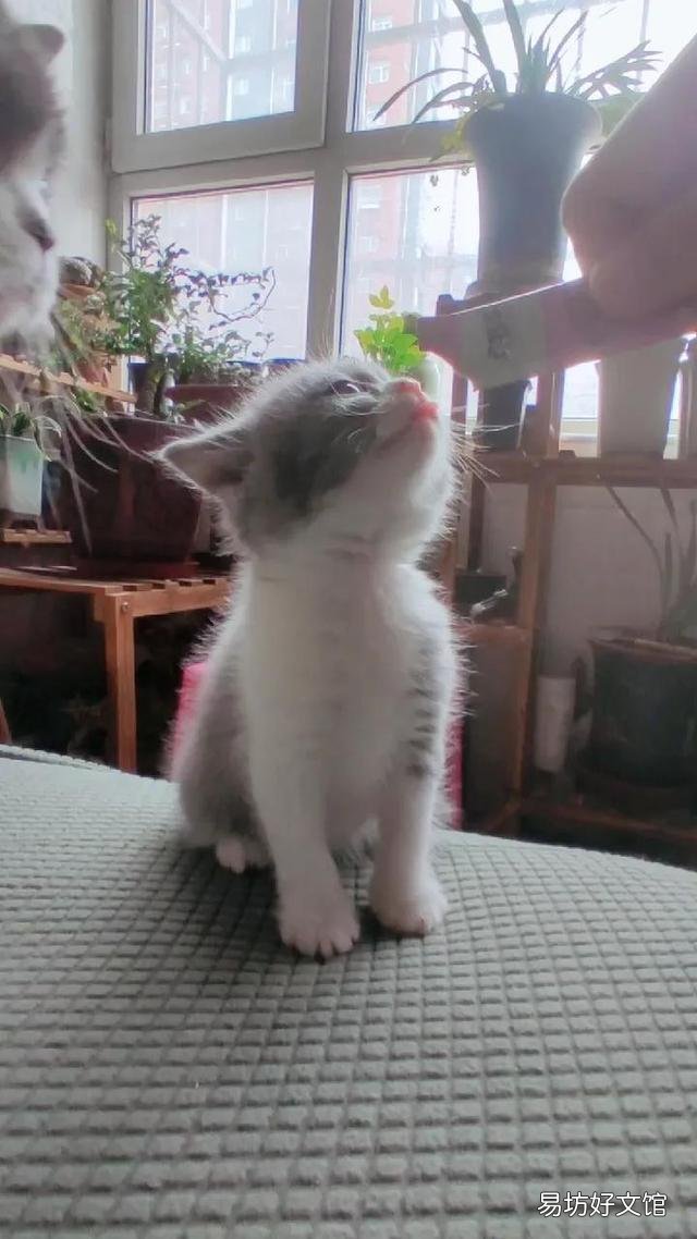 小猫什么时候睁眼(小猫什么时候睁眼睛)
