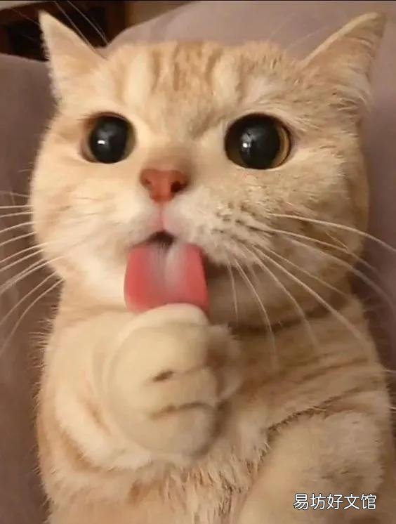 小猫什么时候睁眼(小猫什么时候睁眼睛)