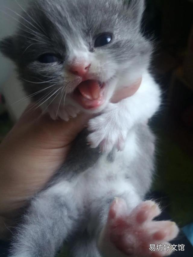 小猫什么时候睁眼(小猫什么时候睁眼睛)
