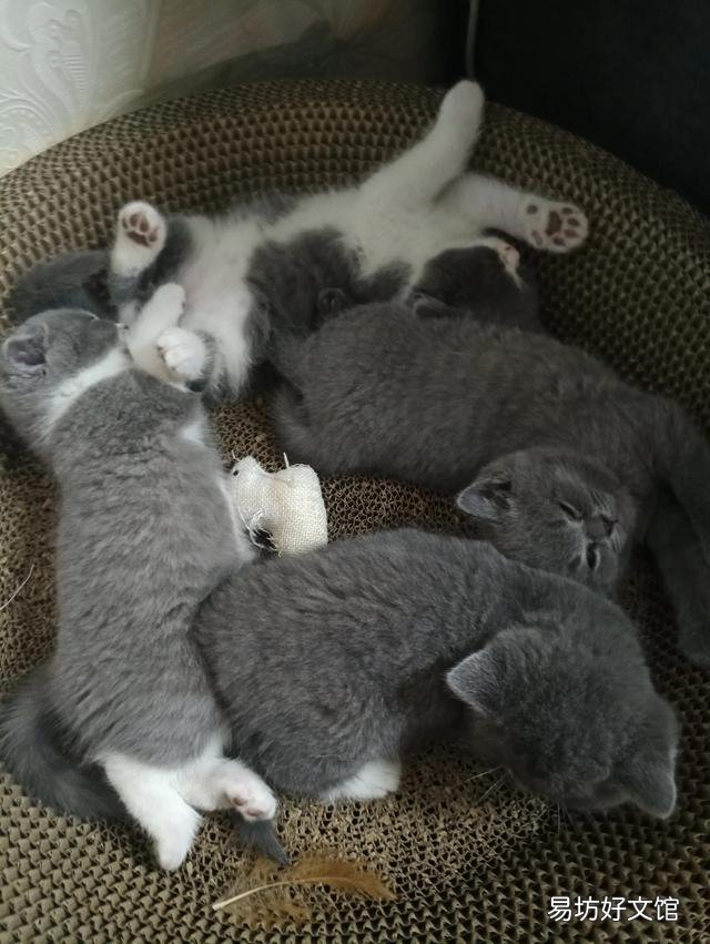 小猫什么时候睁眼(小猫什么时候睁眼睛)