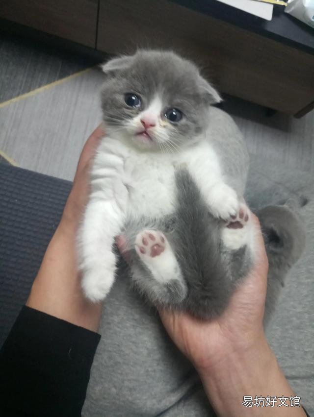 小猫什么时候睁眼(小猫什么时候睁眼睛)