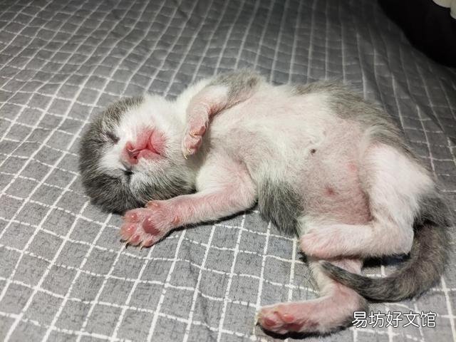 小猫什么时候睁眼(小猫什么时候睁眼睛)