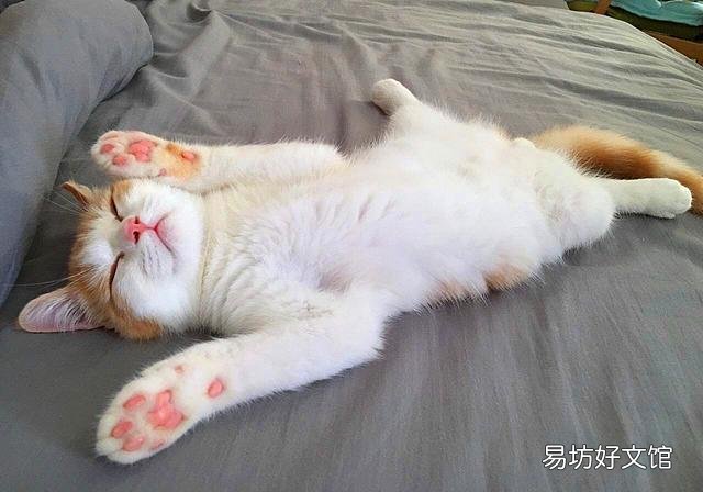 猫有感情吗(猫有感情吗,认主人吗)