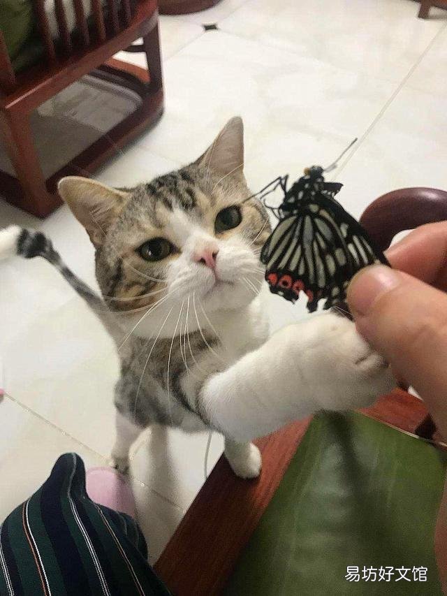 猫有感情吗(猫有感情吗,认主人吗)