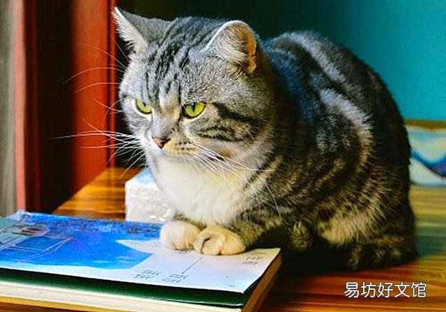猫有感情吗(猫有感情吗,认主人吗)