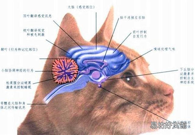 猫有感情吗(猫有感情吗,认主人吗)