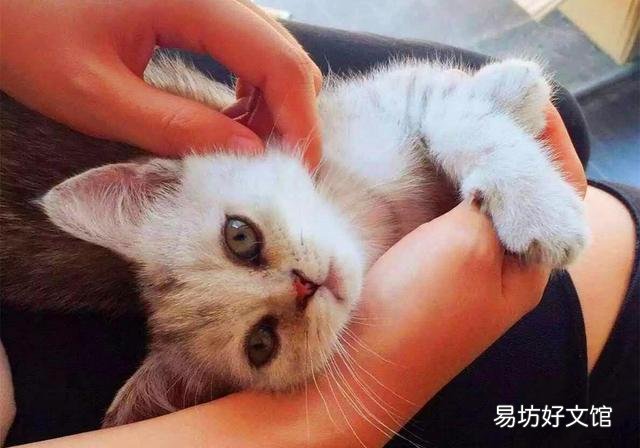 猫有感情吗(猫有感情吗,认主人吗)