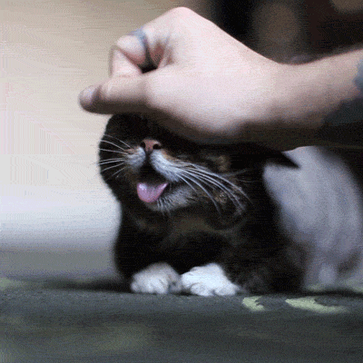 猫有感情吗(猫有感情吗,认主人吗)