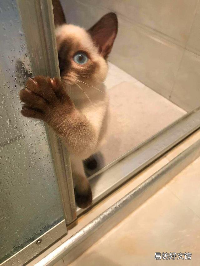 猫有感情吗(猫有感情吗,认主人吗)