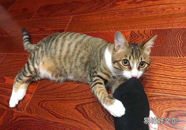 猫有感情吗(猫有感情吗,认主人吗)