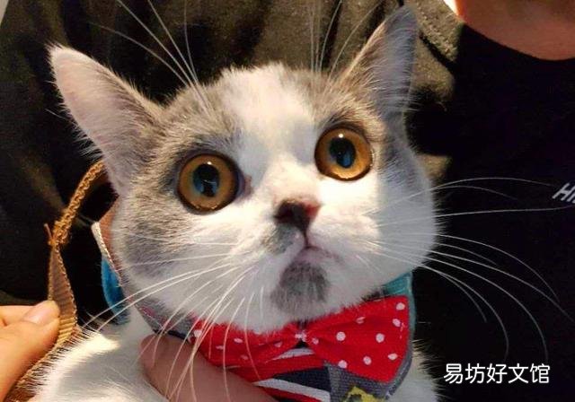 猫有感情吗(猫有感情吗,认主人吗)