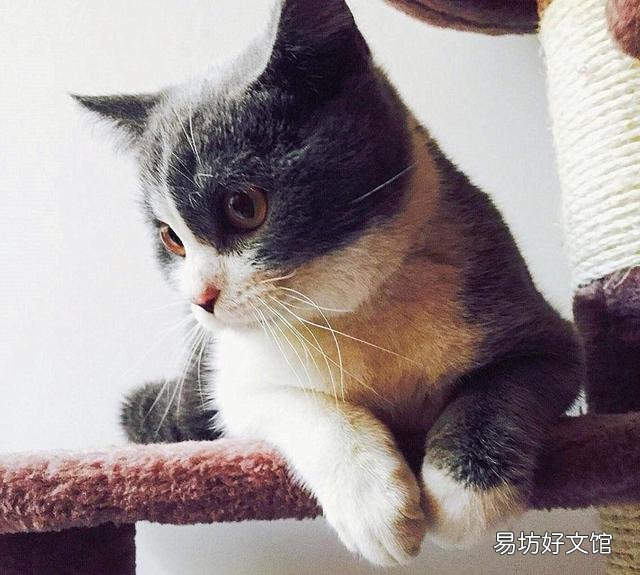 猫有感情吗(猫有感情吗,认主人吗)