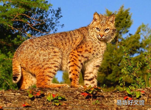 猫有感情吗(猫有感情吗,认主人吗)
