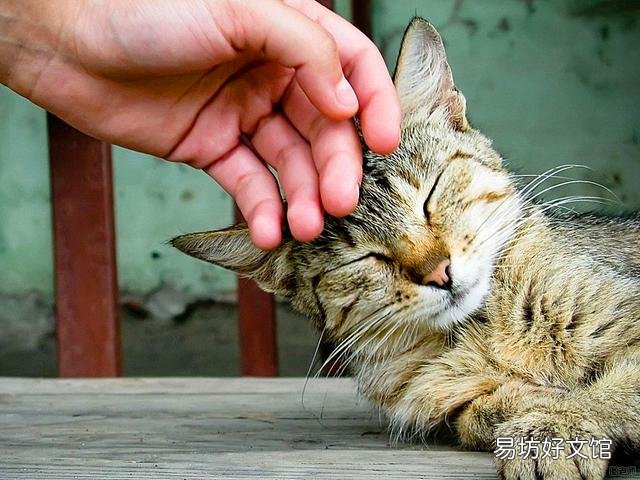 猫有感情吗(猫有感情吗,认主人吗)