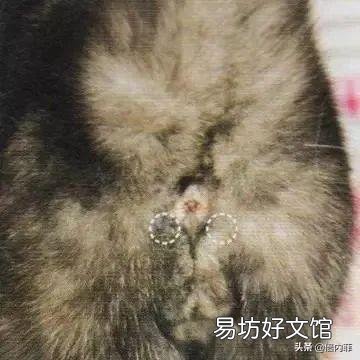 猫咪肛门腺怎么挤(猫咪肛门腺怎么挤出来)