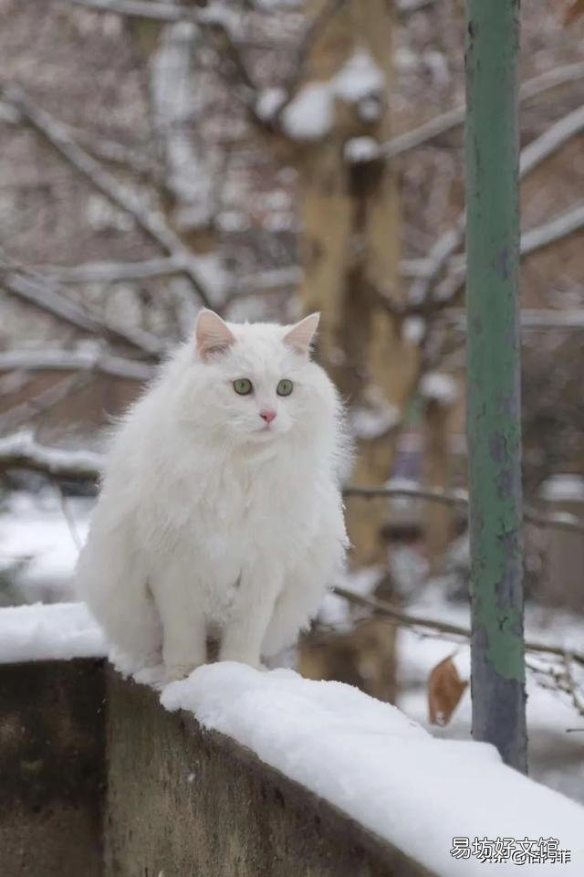猫咪肛门腺怎么挤(猫咪肛门腺怎么挤出来)
