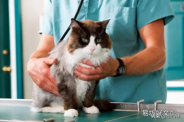 猫咪肛门腺怎么挤(猫咪肛门腺怎么挤出来)