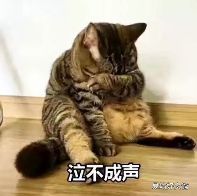 猫的道歉方式是什么(猫咪道歉的表现)