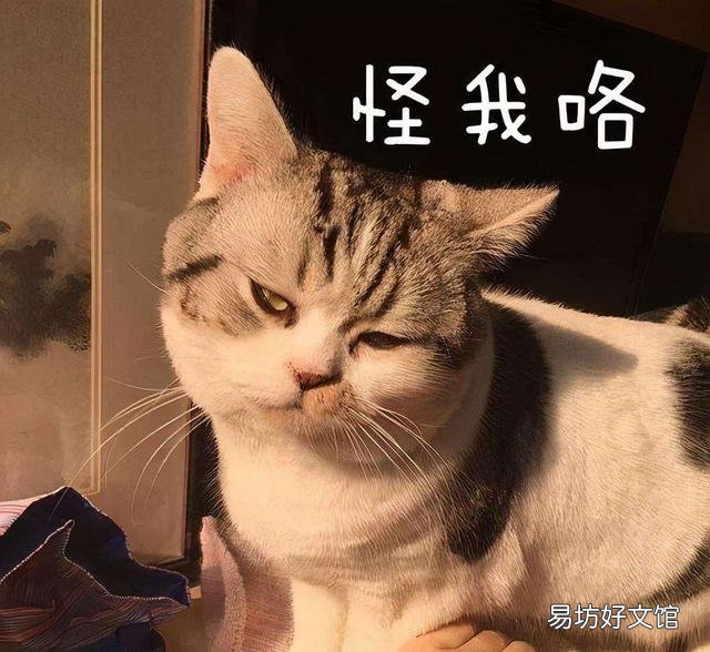 猫的道歉方式是什么(猫咪道歉的表现)