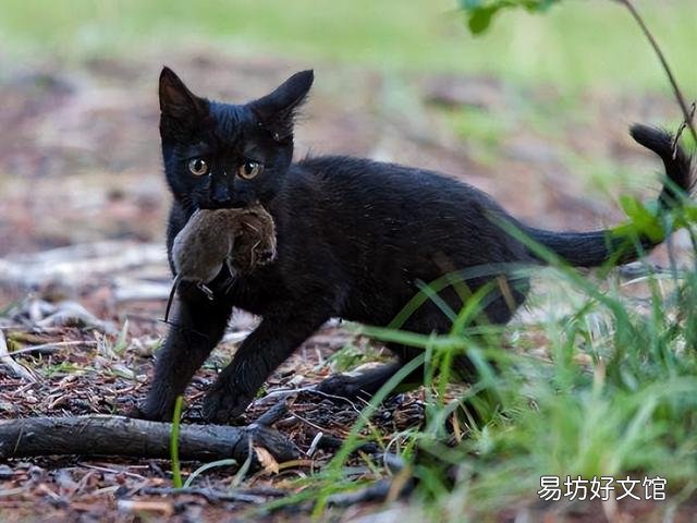 猫的道歉方式是什么(猫咪道歉的表现)