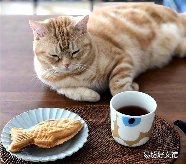 猫的道歉方式是什么(猫咪道歉的表现)