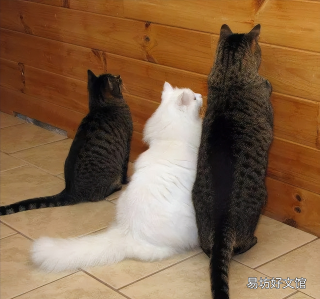 猫的道歉方式是什么(猫咪道歉的表现)
