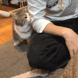 猫的道歉方式是什么(猫咪道歉的表现)