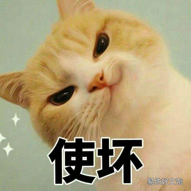 猫的道歉方式是什么(猫咪道歉的表现)