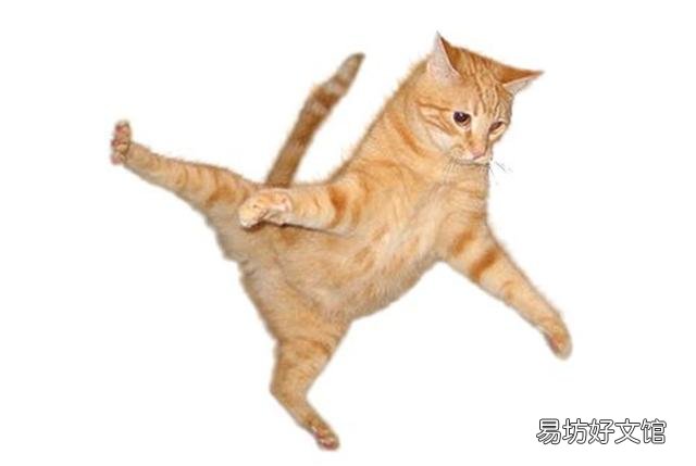 一只成年猫能跳多高(一只成年猫可以跳多高)