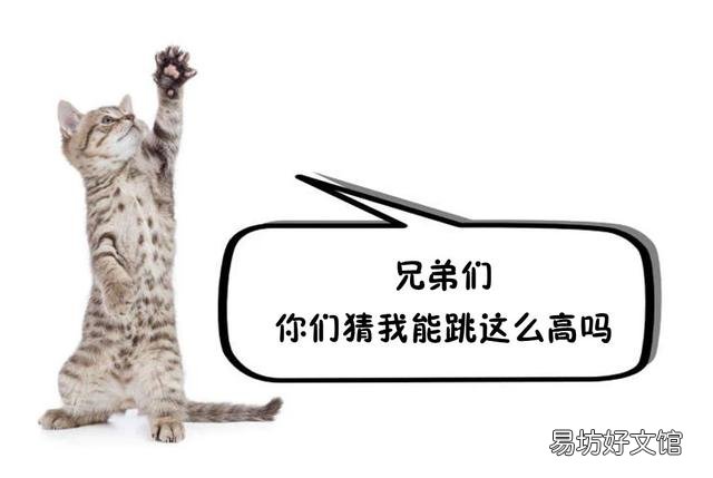 一只成年猫能跳多高(一只成年猫可以跳多高)