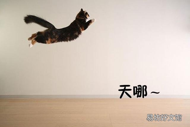 一只成年猫能跳多高(一只成年猫可以跳多高)