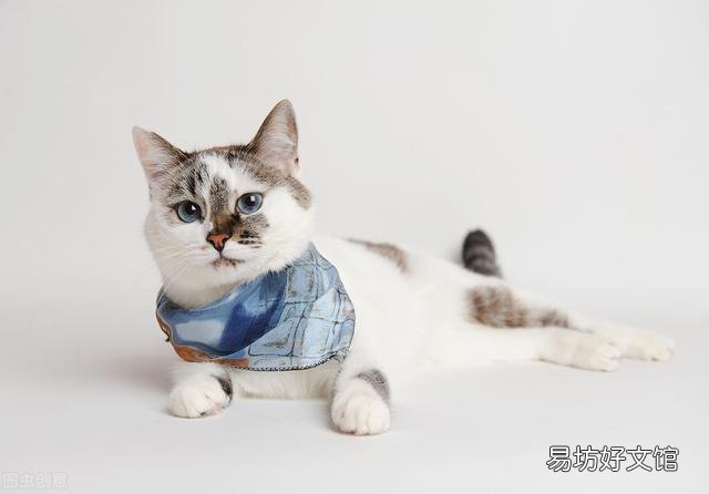 猫咪呼噜呼噜的声音怎么回事(猫咪发呼噜声怎么回事)