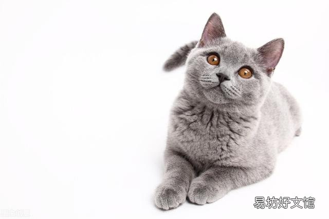 猫咪呼噜呼噜的声音怎么回事(猫咪发呼噜声怎么回事)