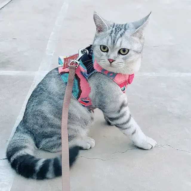 遛猫需要牵引绳吗(出门遛猫要拴绳子吗)