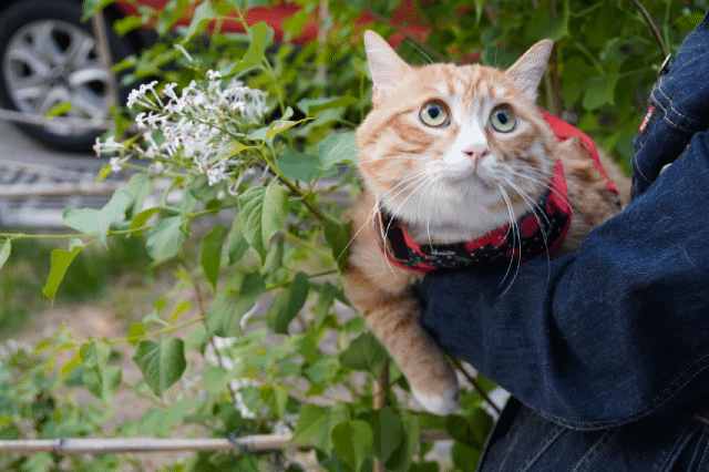 遛猫需要牵引绳吗(出门遛猫要拴绳子吗)