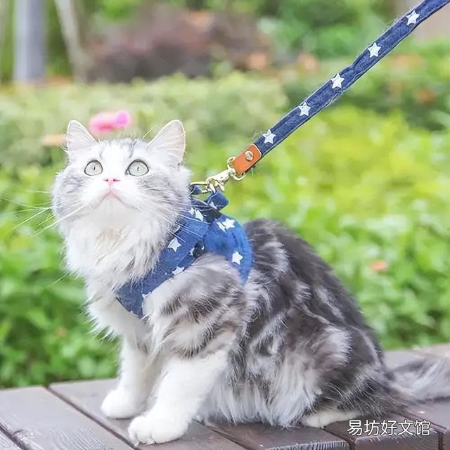遛猫需要牵引绳吗(出门遛猫要拴绳子吗)