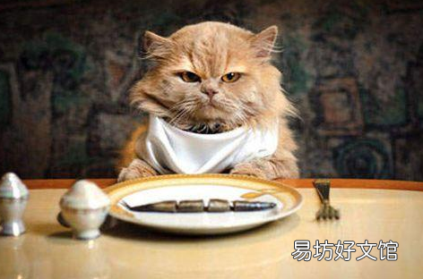 猫可以吃生鸡蛋吗(宠物猫可以吃生鸡蛋吗)