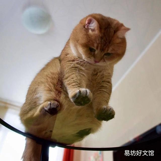 猫体重多少正常(成年公猫体重多少正常)