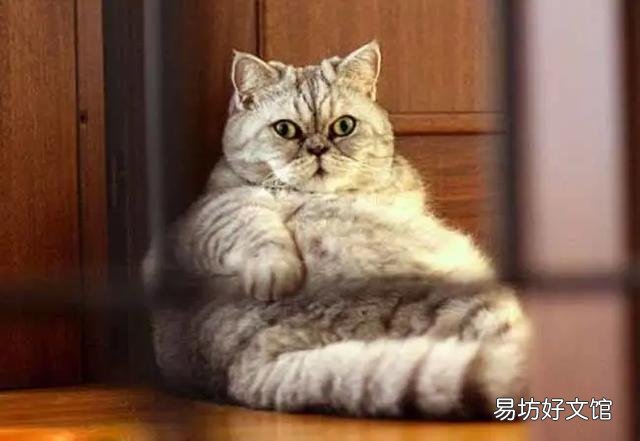 猫体重多少正常(成年公猫体重多少正常)