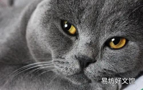 猫体重多少正常(成年公猫体重多少正常)