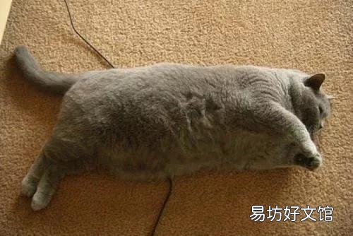 猫体重多少正常(成年公猫体重多少正常)
