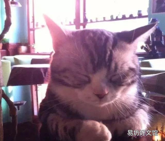 猫眼屎多是什么原因(猫眼屎多正常吗)