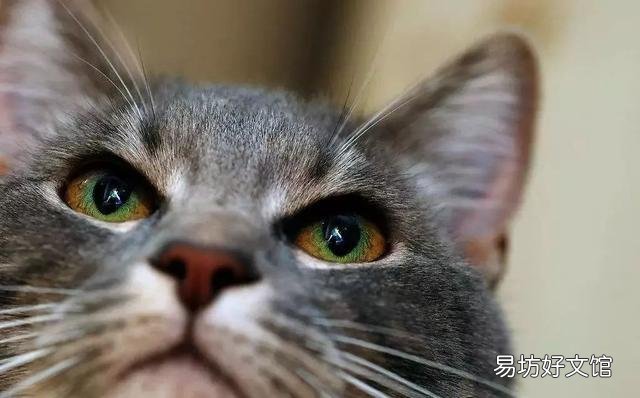 猫眼屎多是什么原因(猫眼屎多正常吗)